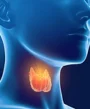 thyroid 2