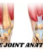 knee